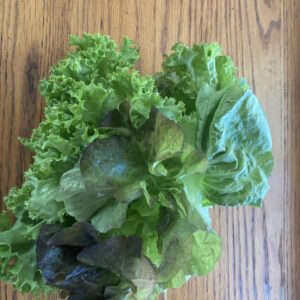 Salad Bowl Lettuce