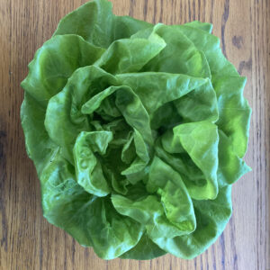 Butter Head Lettuce
