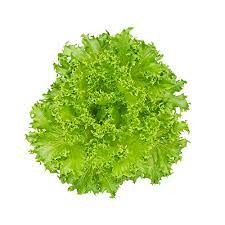 Crispin Lettuce