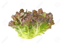 Red Oak Lettuce