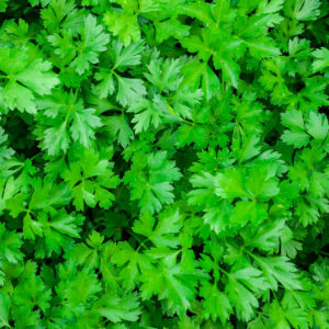 Parsley