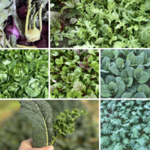 Cooper Farm CSA - Fall