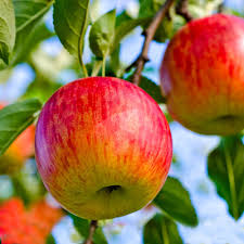 Smith's Orchard Fuji Apples