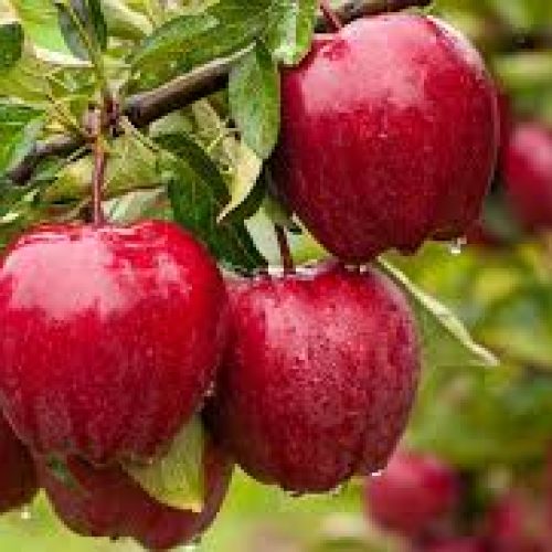 Smith Orcard red delicious 3