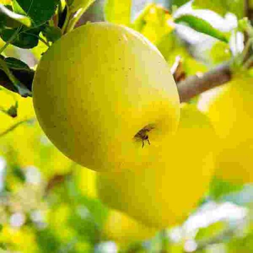 Smith Orchard Golden Delicious 3
